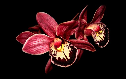 orchid